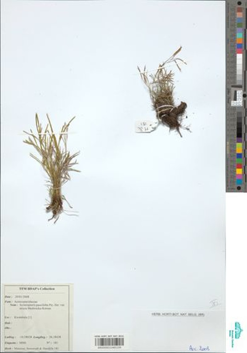 Actiniopteris kornasii photo 4