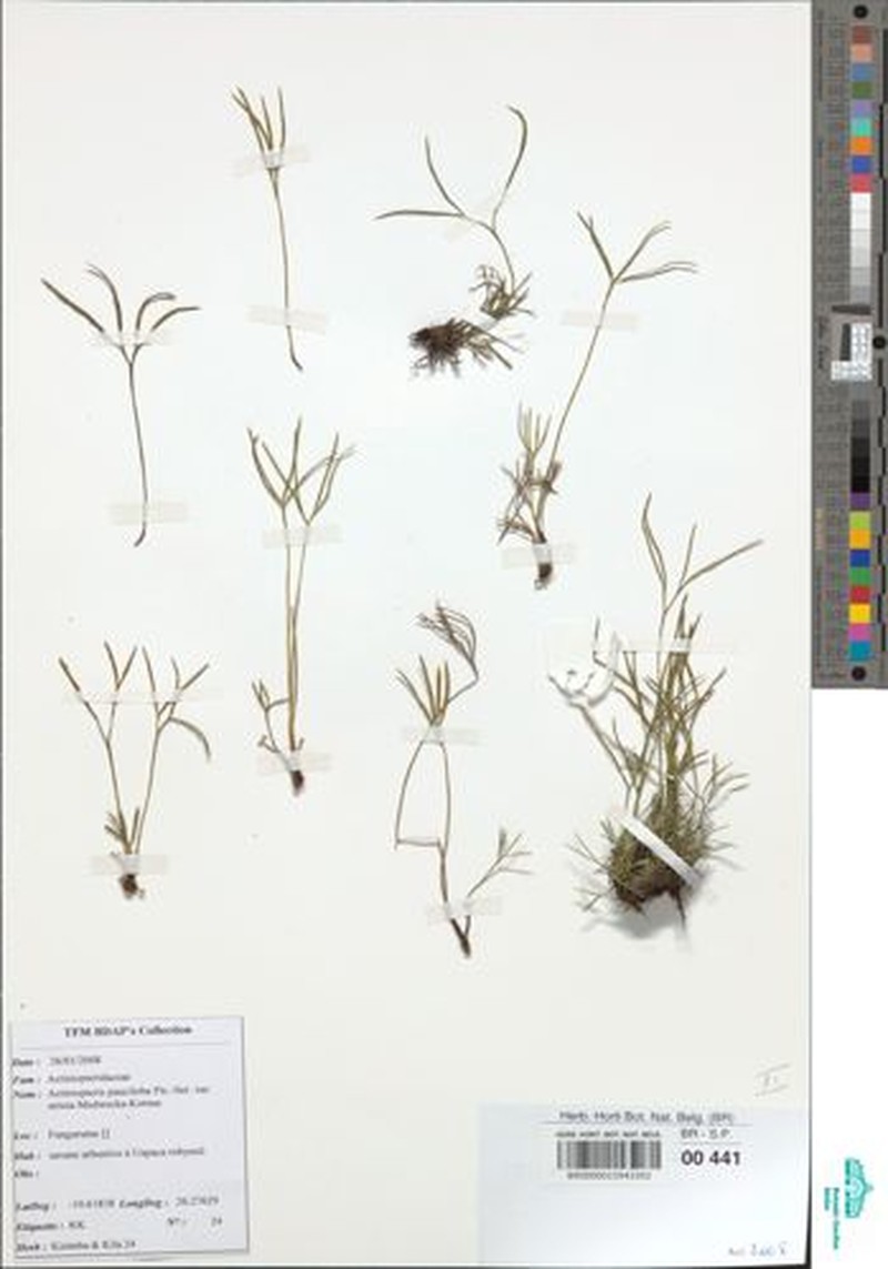 Actiniopteris pauciloba photo 5