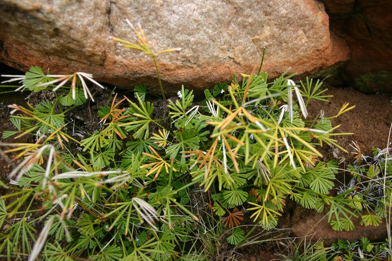Actiniopteris radiata