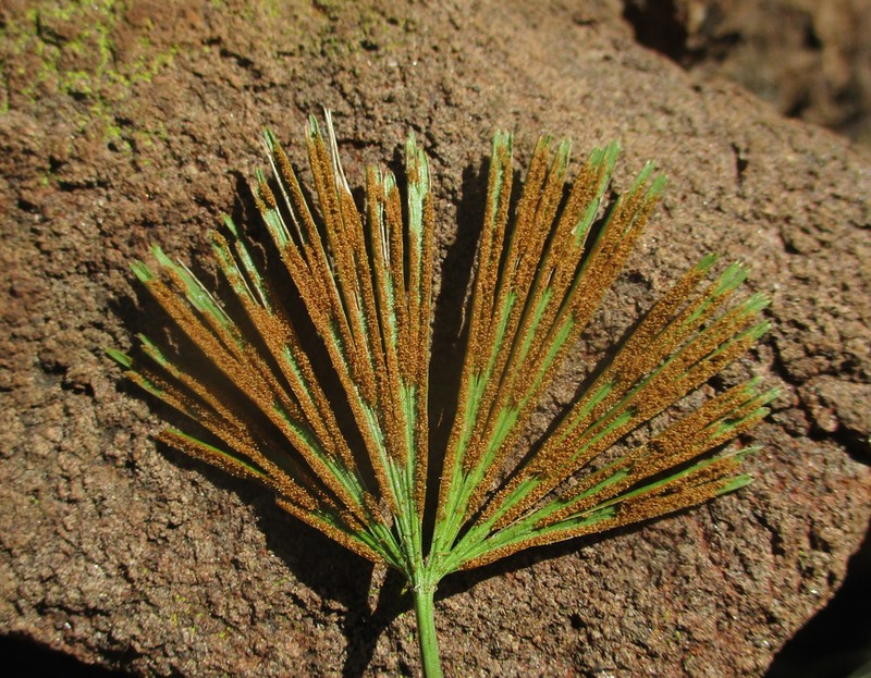 Actiniopteris radiata photo 2
