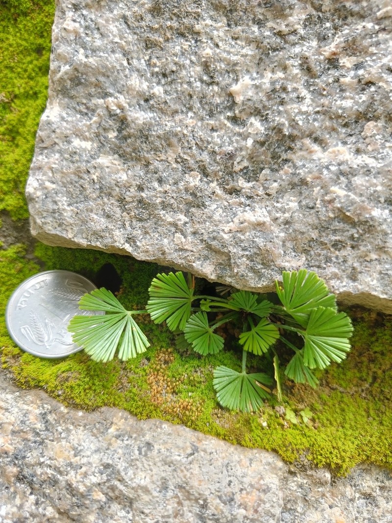 Actiniopteris radiata photo 3