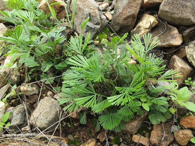 Actiniopteris radiata photo 4