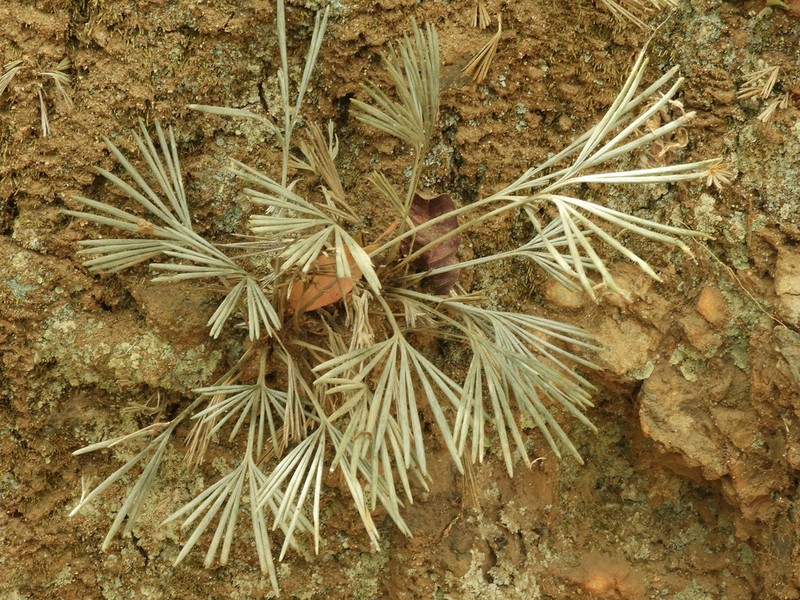 Actiniopteris radiata photo 5