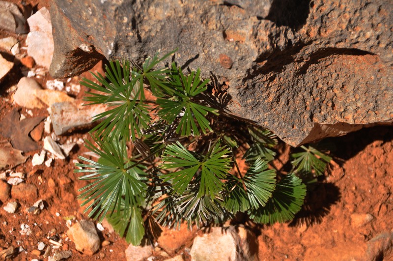 Actiniopteris radiata photo 6