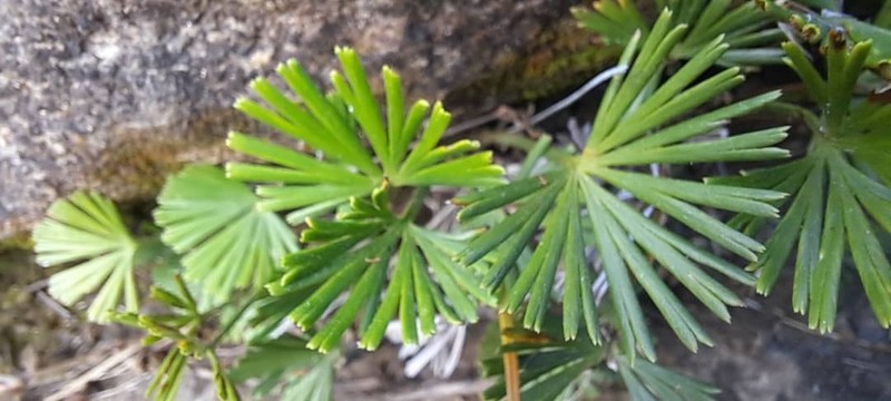 Actiniopteris radiata photo 7