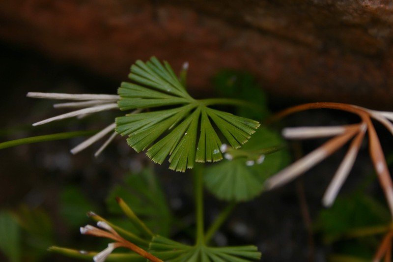 Actiniopteris radiata photo 8