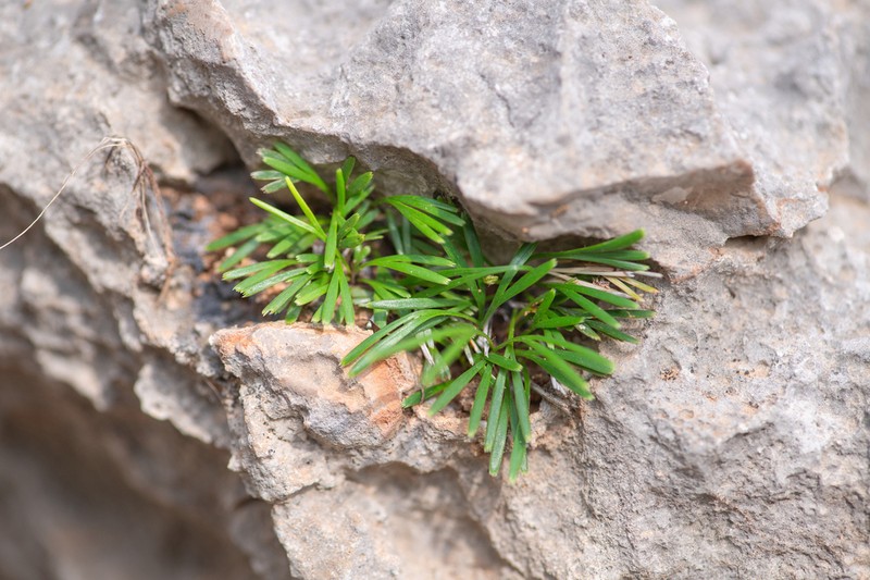 Actiniopteris semiflabellata