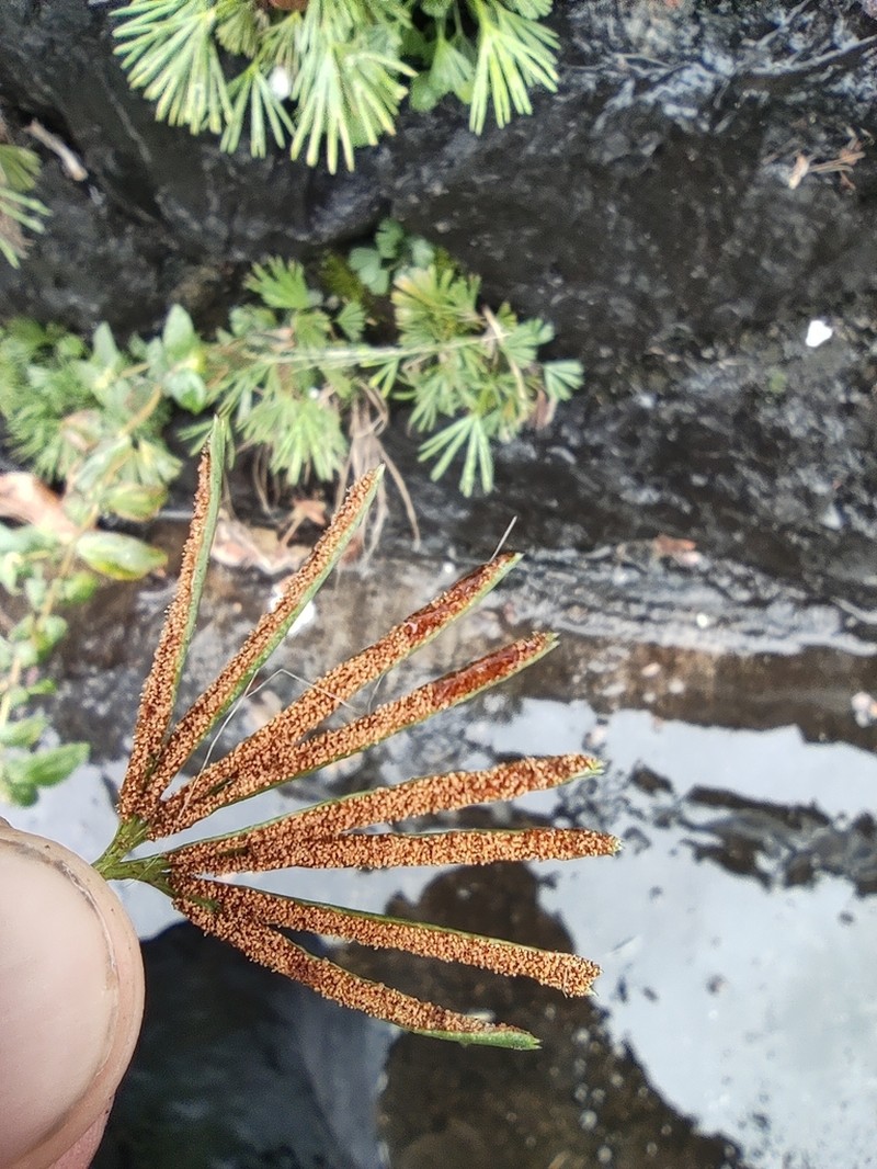 Actiniopteris semiflabellata photo 3