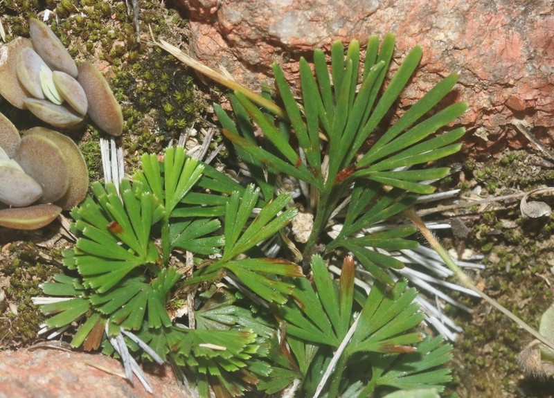 Actiniopteris semiflabellata photo 4