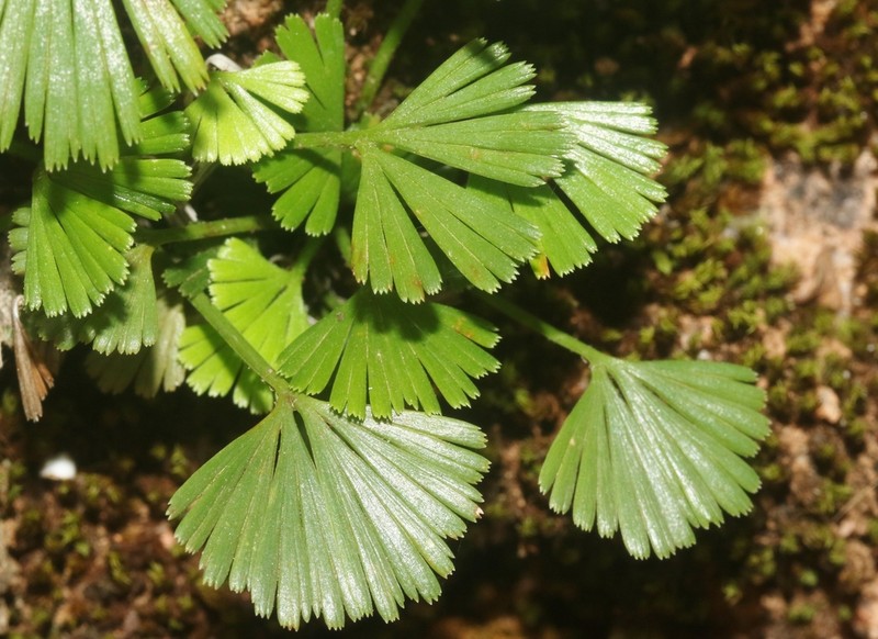Actiniopteris semiflabellata photo 5