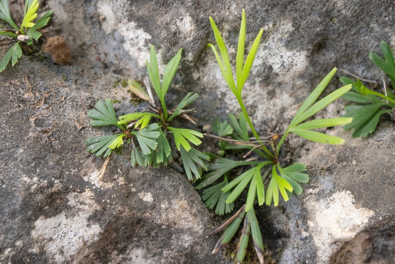 Actiniopteris semiflabellata photo 6