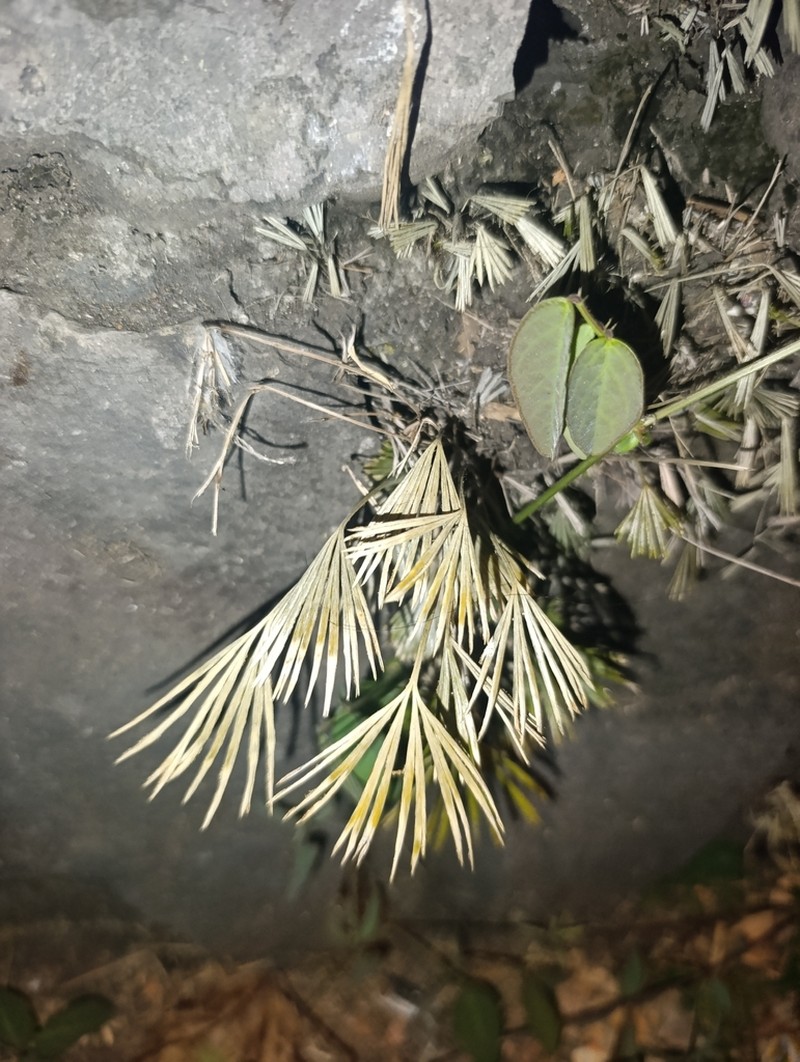 Actiniopteris semiflabellata photo 7