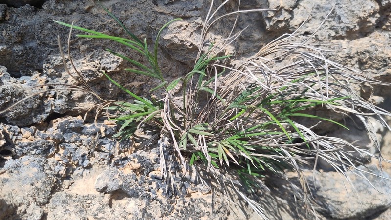 Actiniopteris semiflabellata photo 8