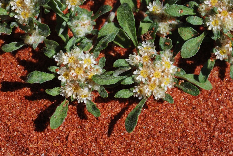 Actinobole condensatum
