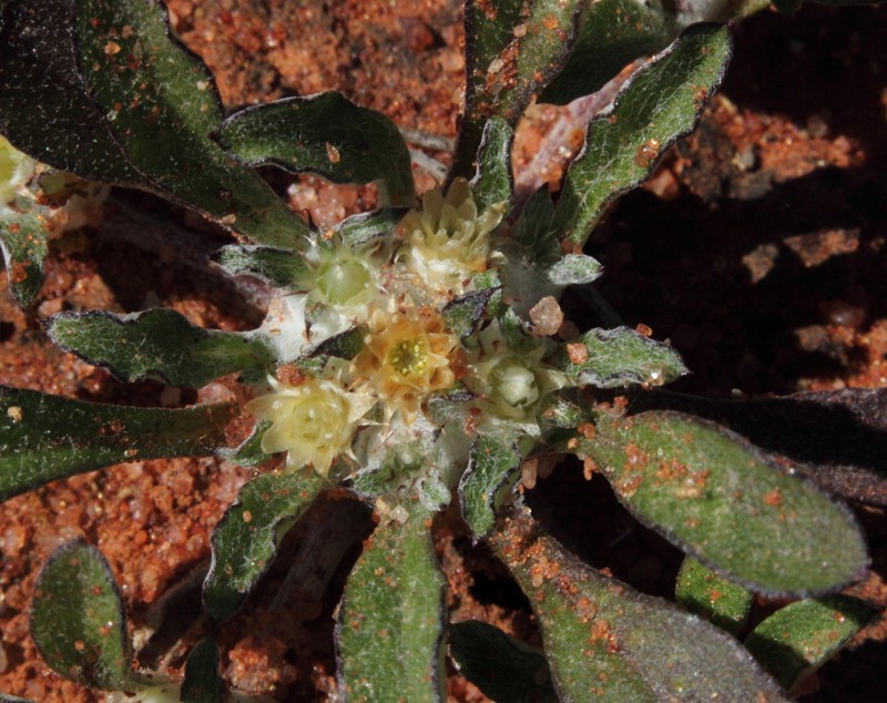 Actinobole condensatum photo 4