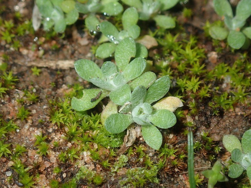 Actinobole condensatum photo 5