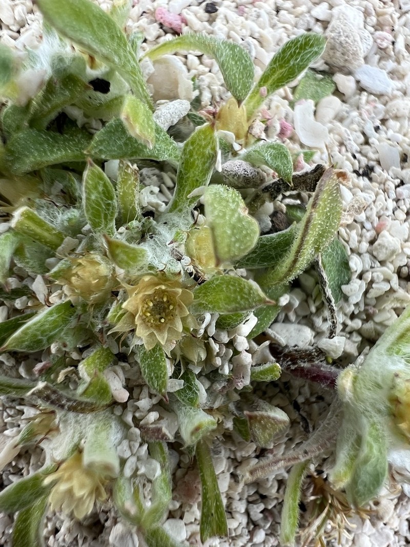 Actinobole condensatum photo 6