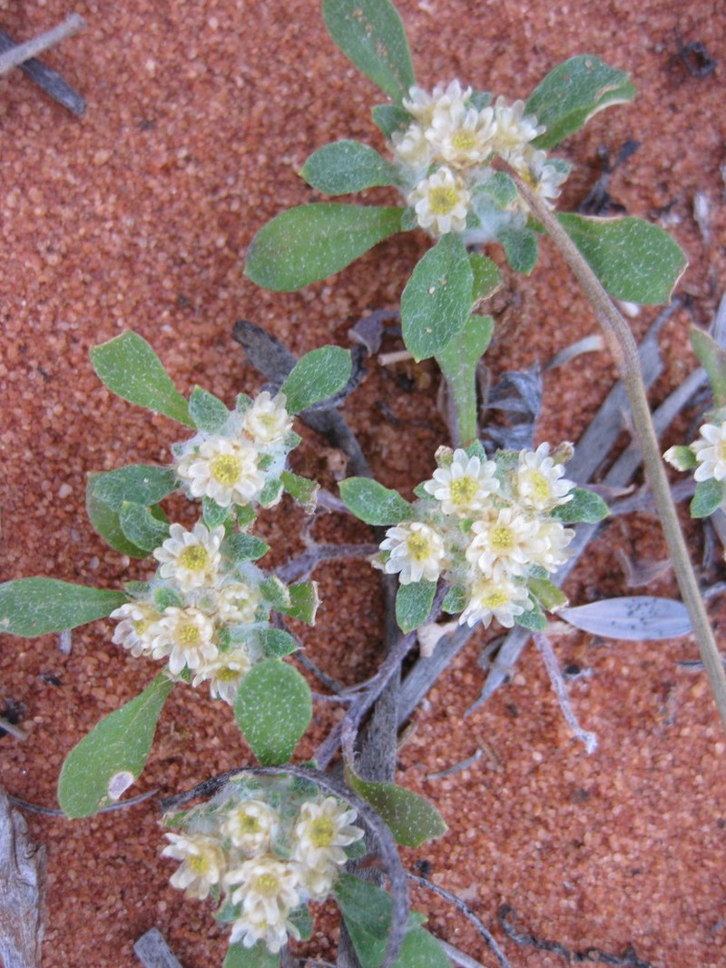 Actinobole condensatum photo 2