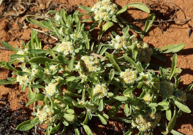 Actinobole drummondiana