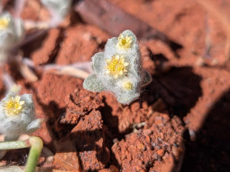 Actinobole oldfieldiana