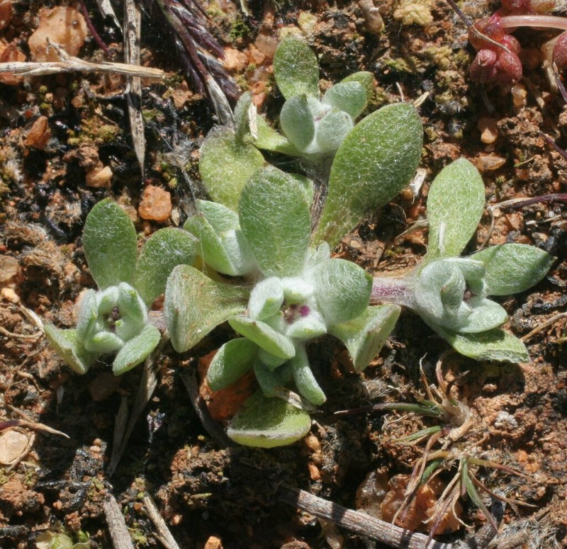Actinobole oldfieldiana photo 2
