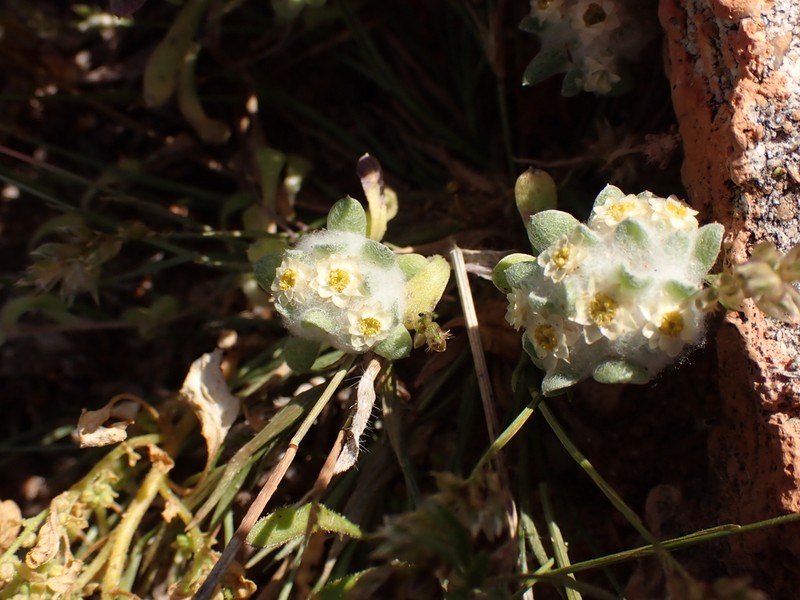 Actinobole oldfieldiana photo 7
