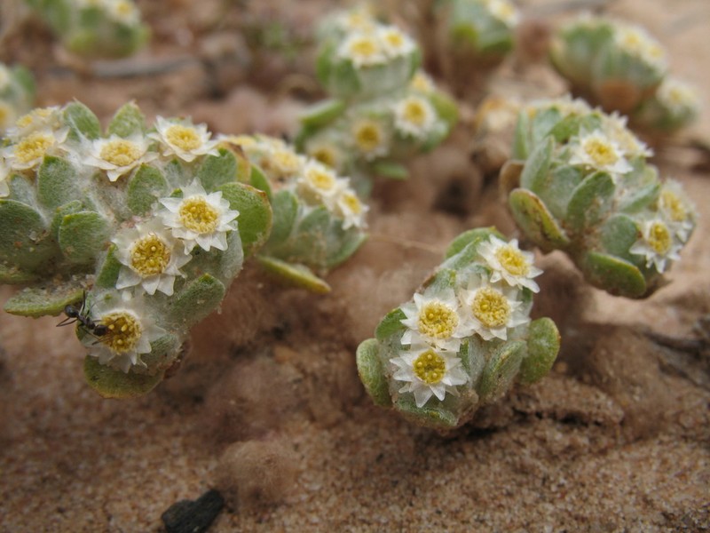 Actinobole oldfieldiana