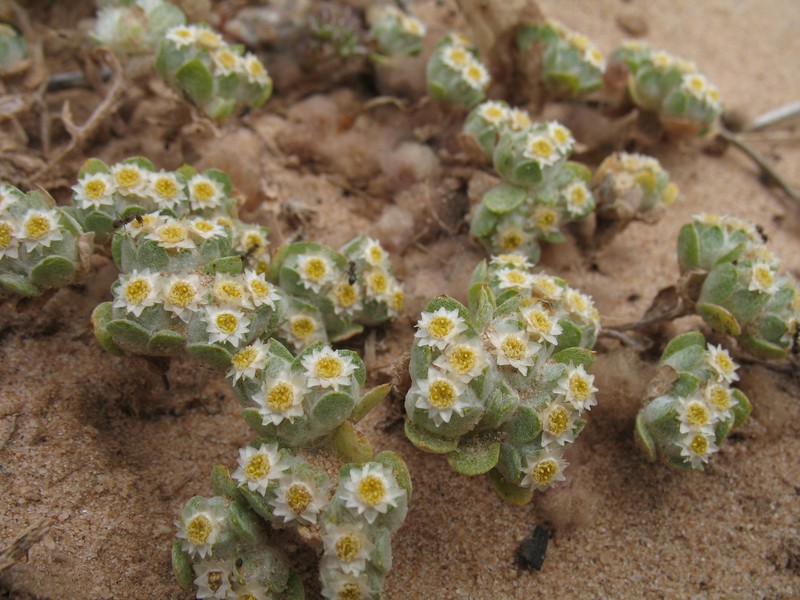 Actinobole oldfieldiana photo 2