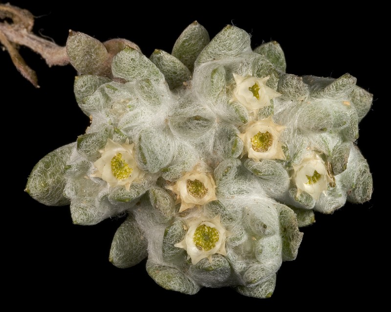 Actinobole uliginosum
