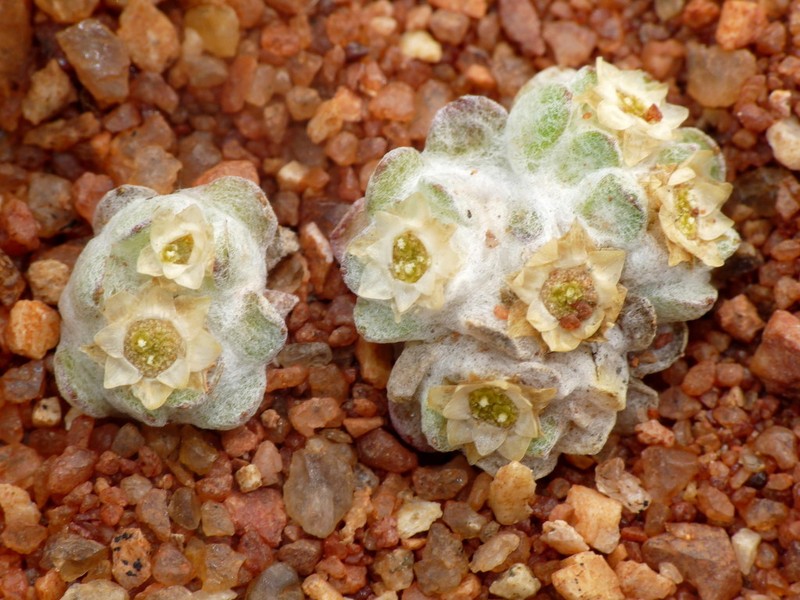 Actinobole uliginosum photo 2