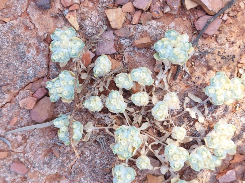 Actinobole uliginosum photo 3