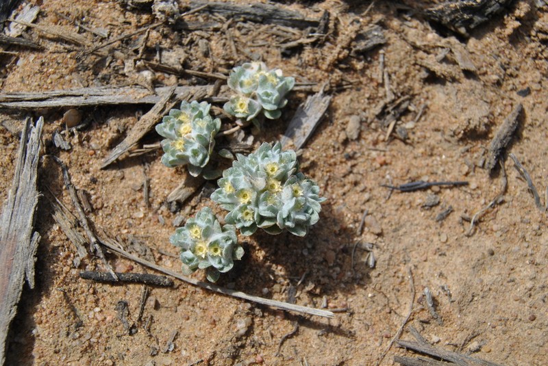 Actinobole uliginosum photo 5