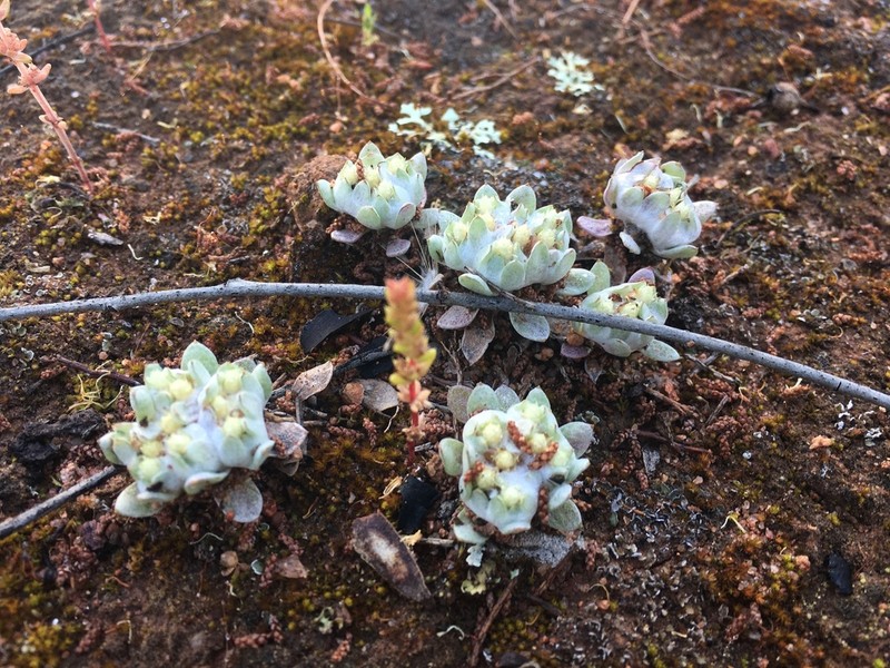 Actinobole uliginosum photo 6