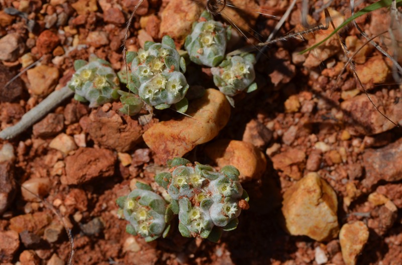 Actinobole uliginosum photo 7