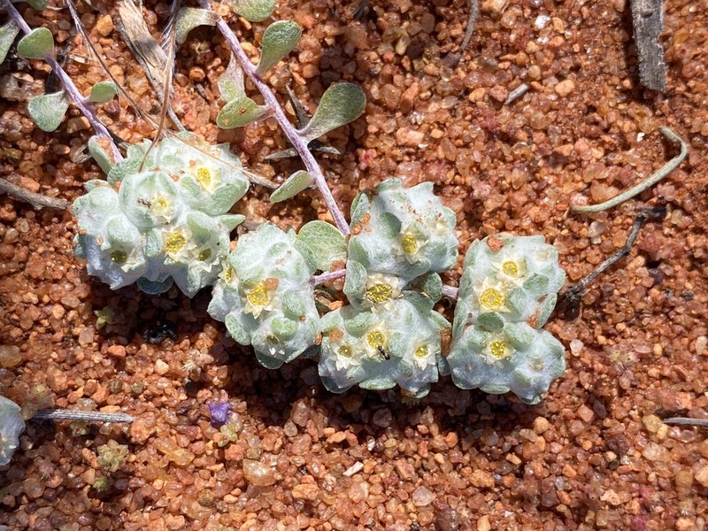 Actinobole uliginosum photo 8