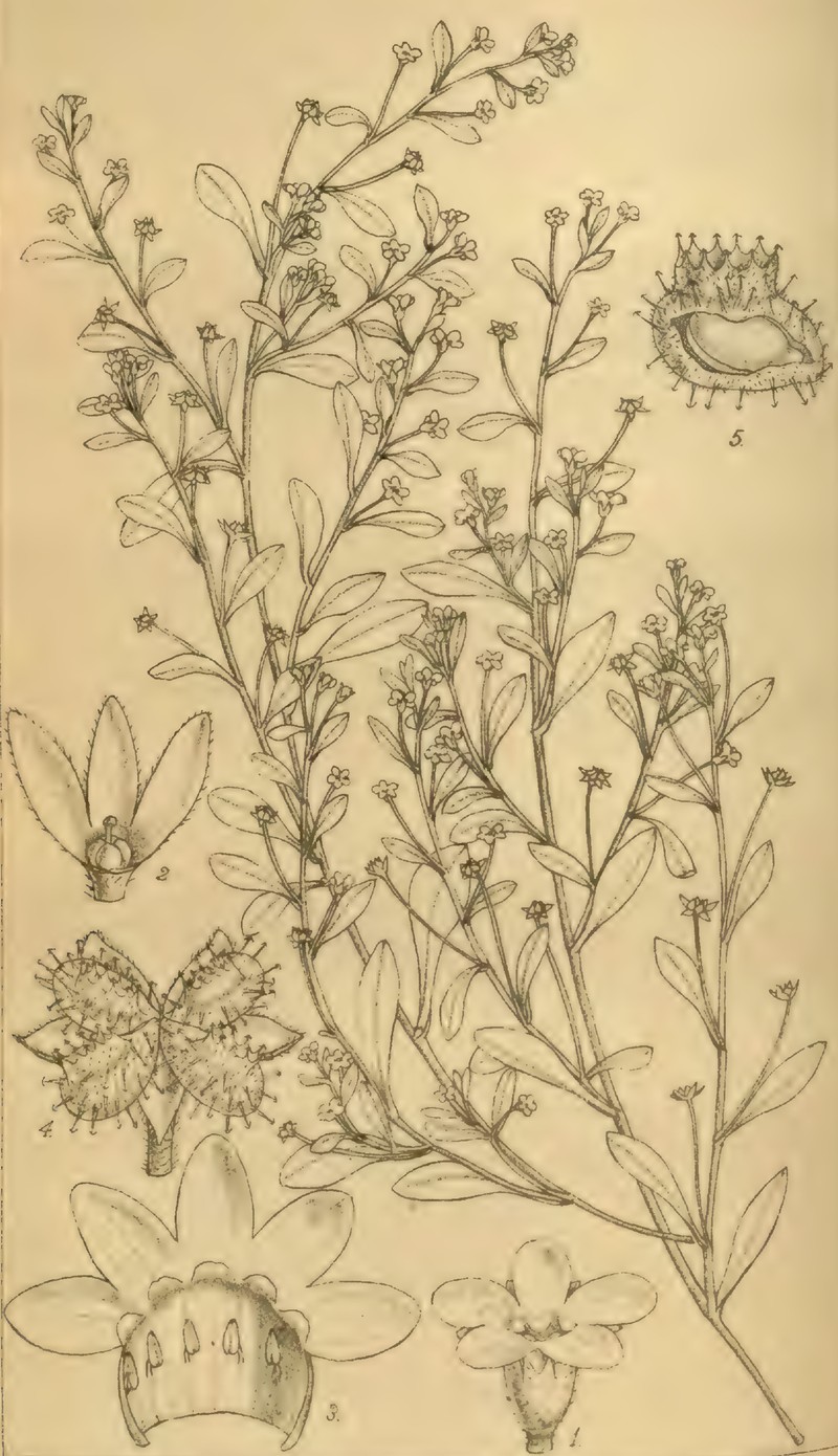 Actinocarya tibetica
