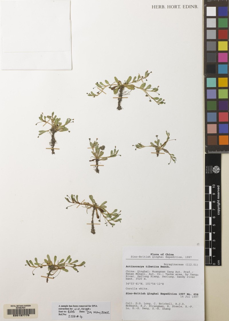 Actinocarya tibetica