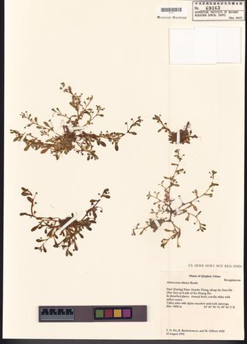 Actinocarya tibetica photo 2