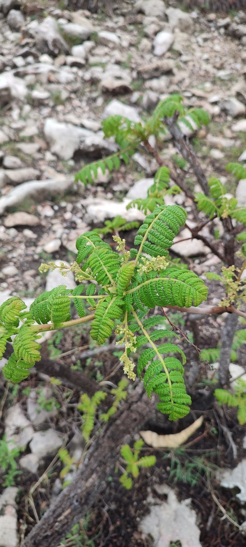 Actinocheita filicina
