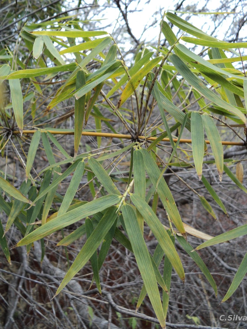 Actinocladum verticillatum