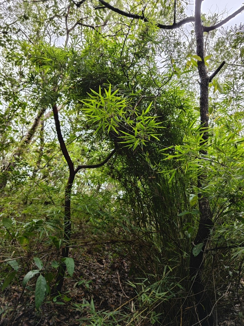 Actinocladum verticillatum photo 2