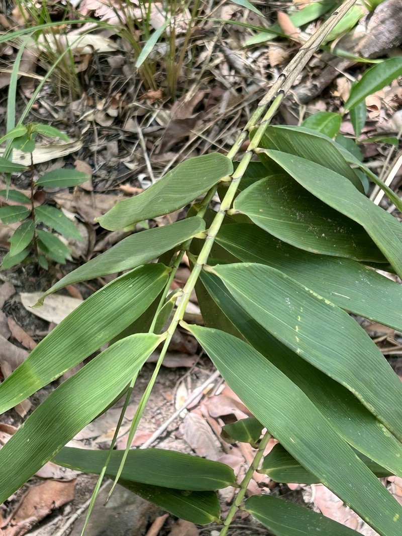 Actinocladum verticillatum photo 3