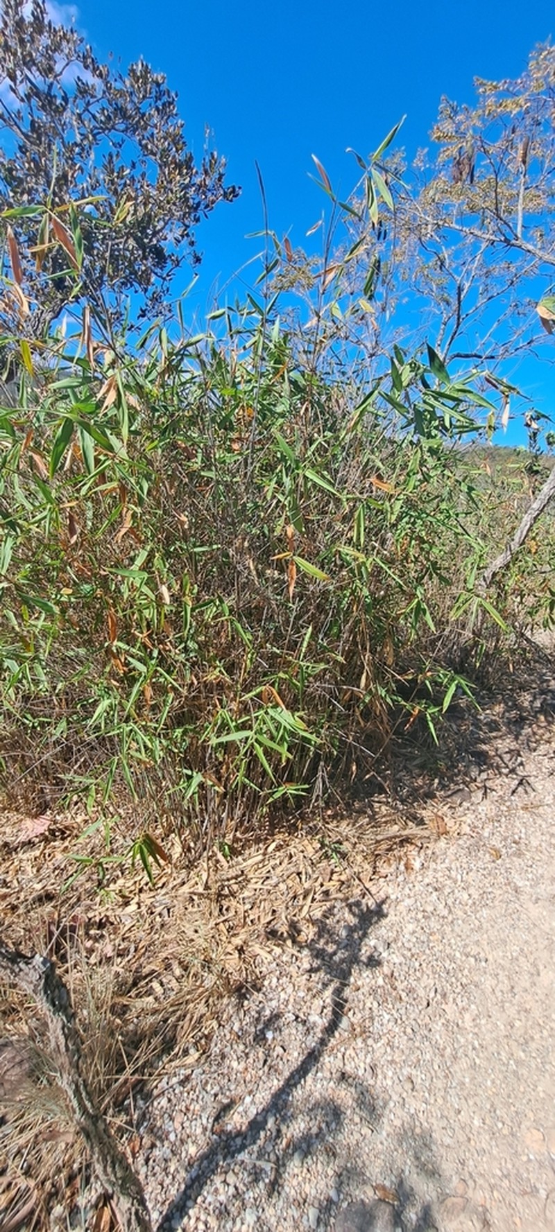 Actinocladum verticillatum photo 4