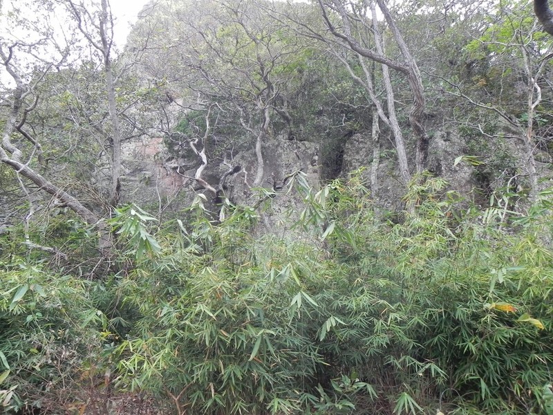 Actinocladum verticillatum photo 5