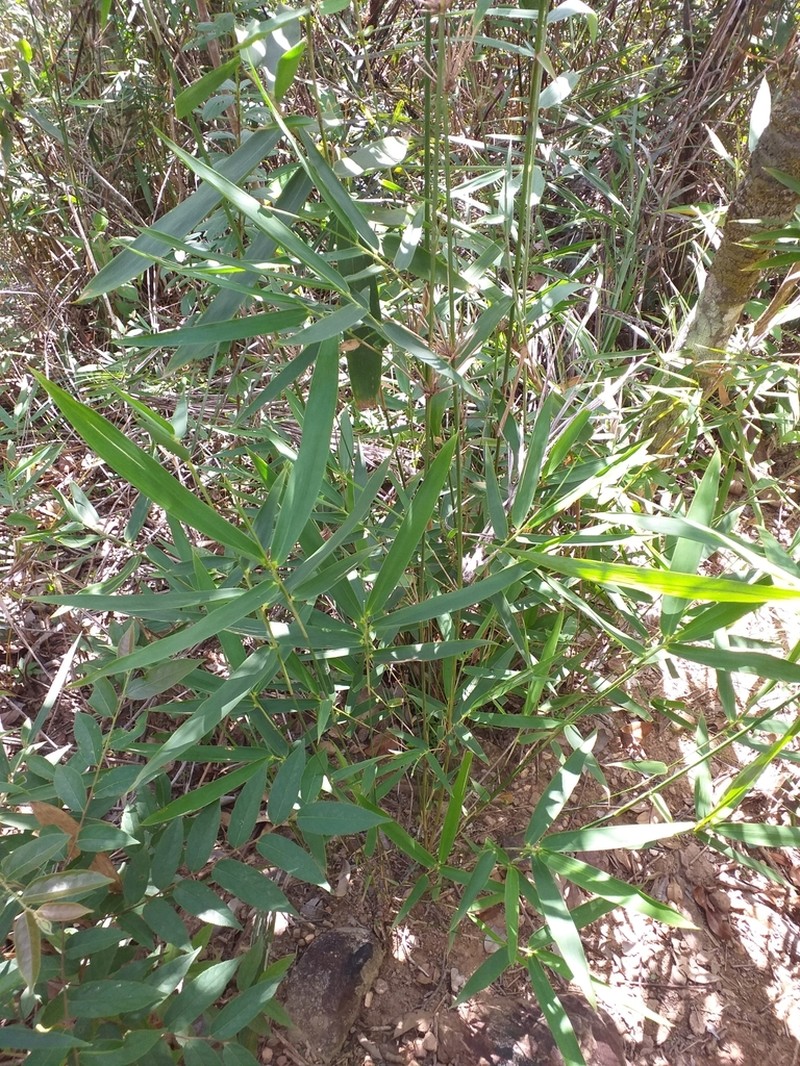 Actinocladum verticillatum photo 6