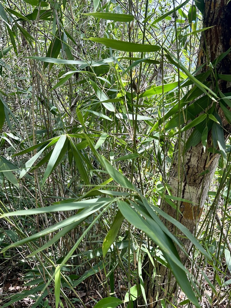 Actinocladum verticillatum photo 8