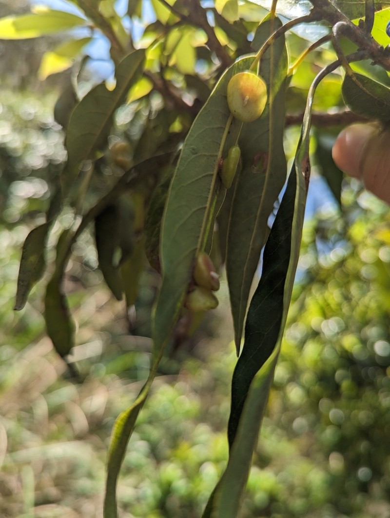 Actinodaphne acuminata