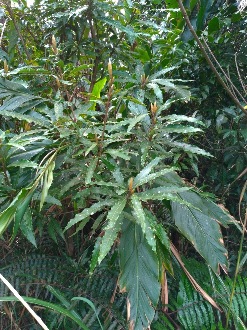 Actinodaphne acuminata photo 2
