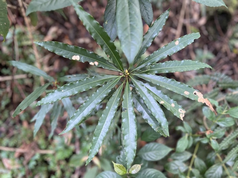 Actinodaphne acuminata photo 3