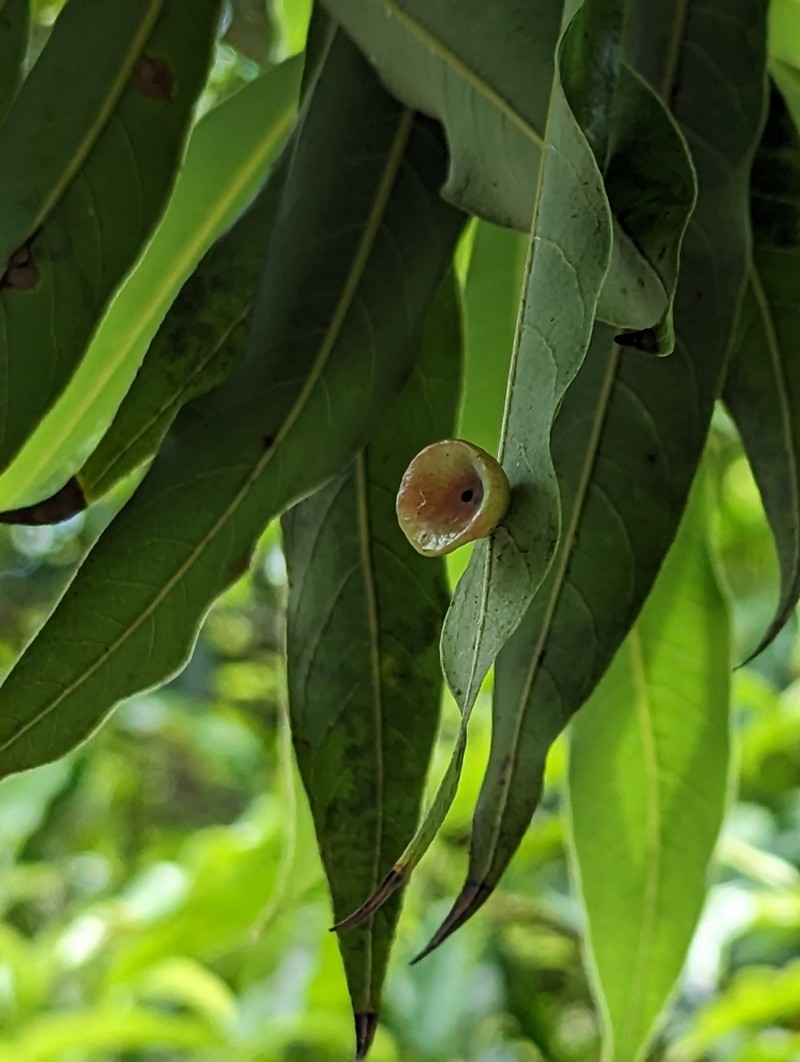 Actinodaphne acuminata photo 4